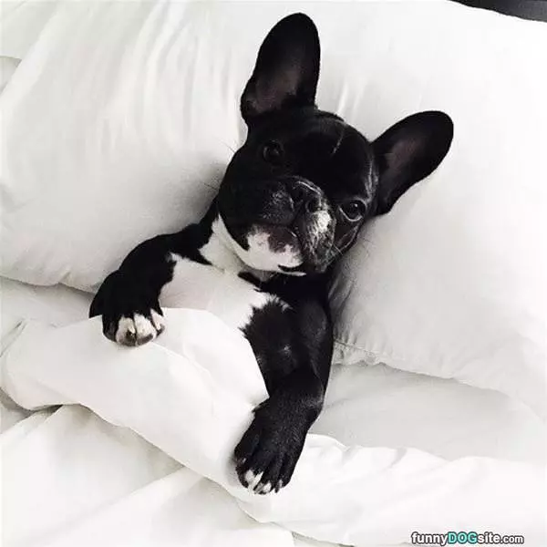Tucked In