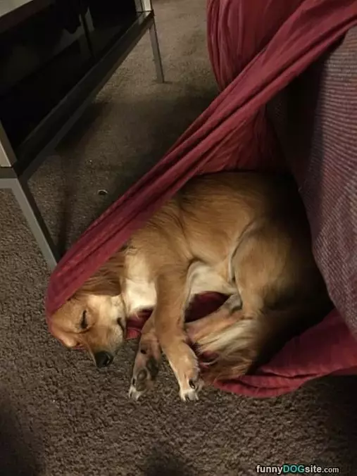 Curled Up Here