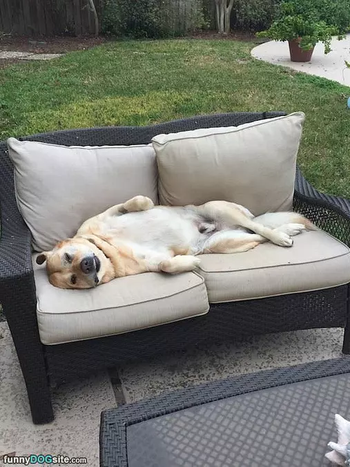 This Chair Is Awesome