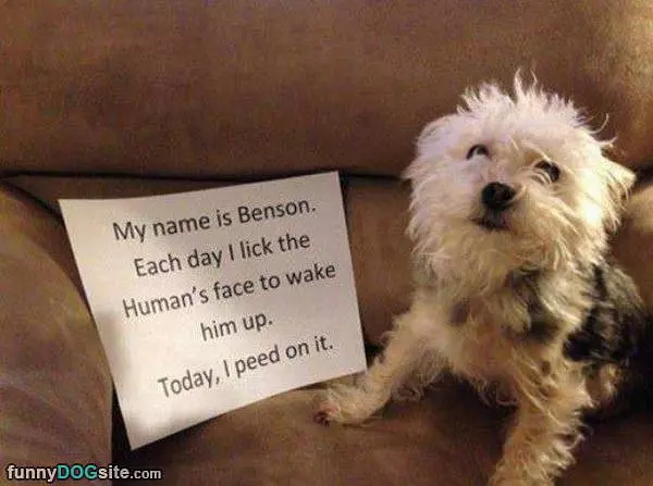 My Name Is Benson