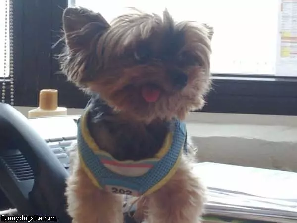 Tongue Out Cute Dog