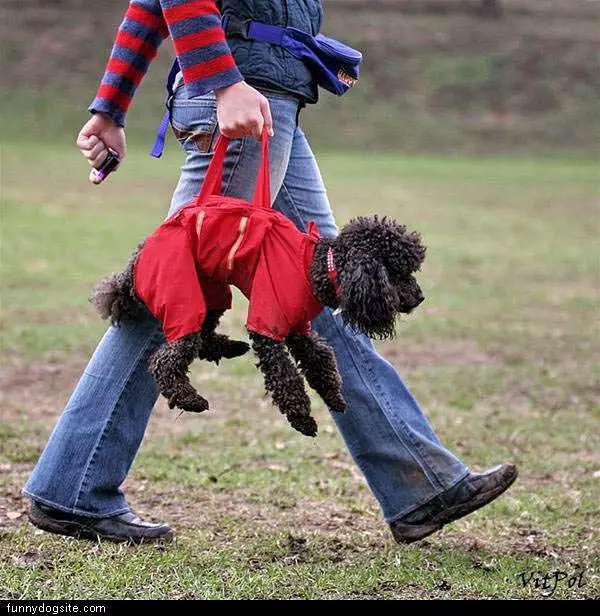 Doggie Bag