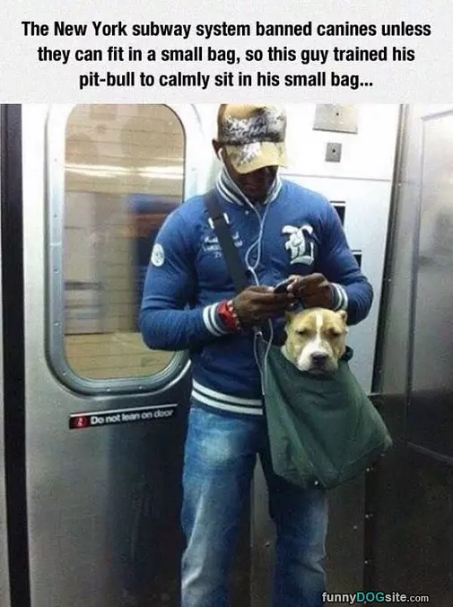 Banned Dogs