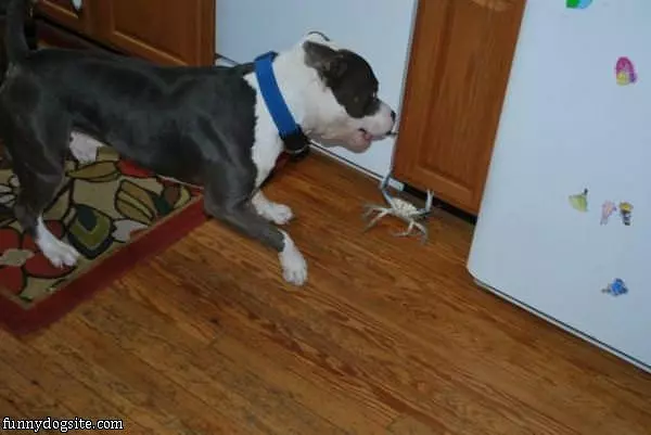 Oh It Is On Dog