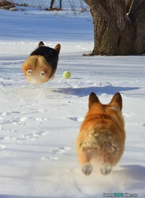 Flying Puff Balls