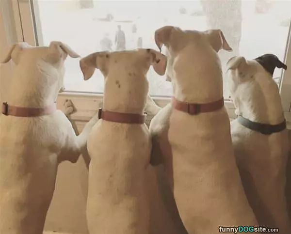 Watching Outside