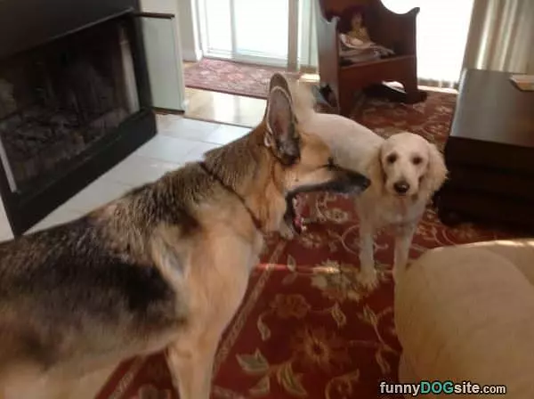Photobombing Your Pictures