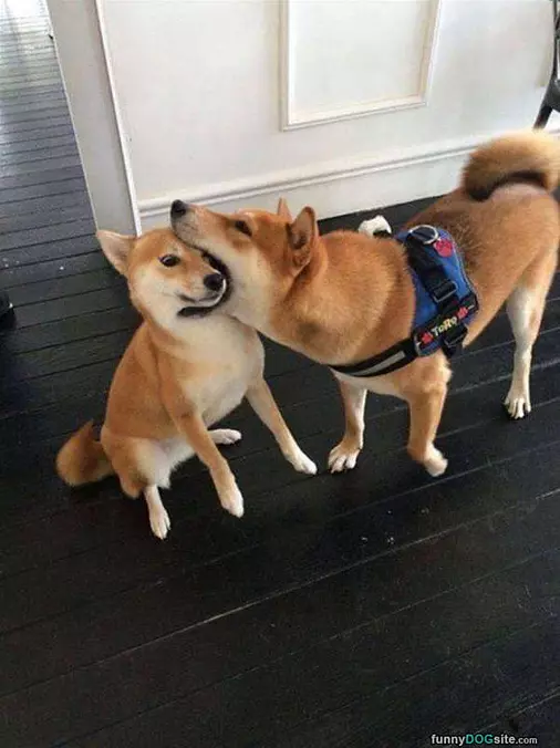 How Do You Kiss