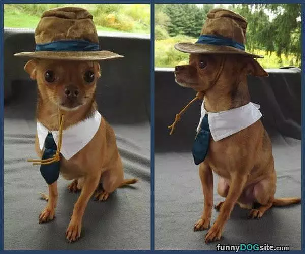 Well Dressed Dog