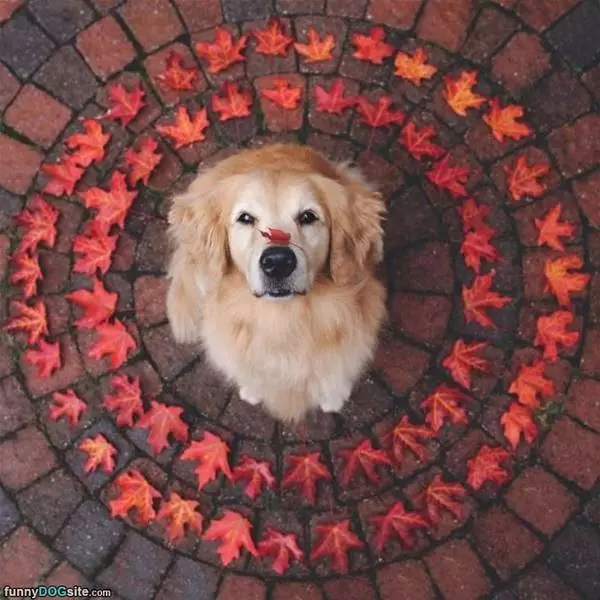 Leafy Boy