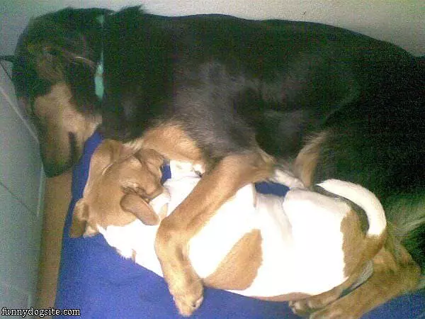 Sweetest Dreams
