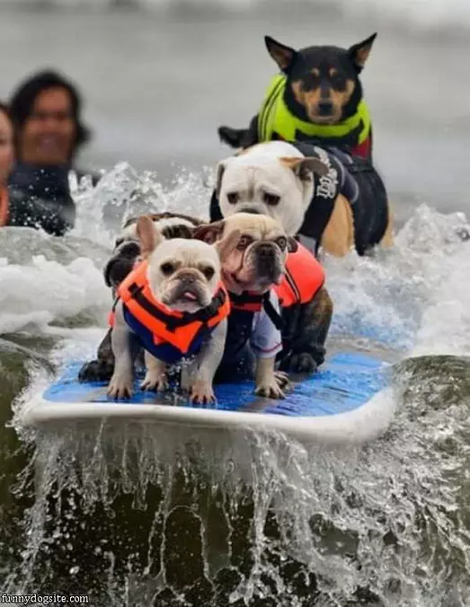 Surf Dogs