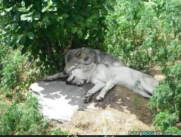 Chillin Together In The Shade