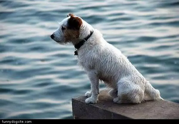 Ready To Jump Dog