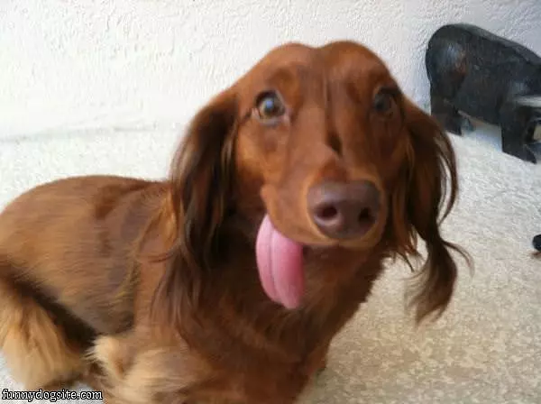Lola And Her Long Tongue