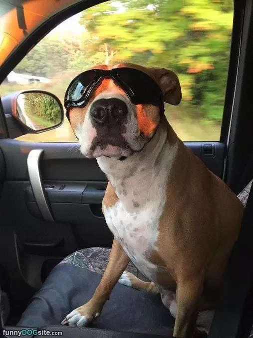 Got My Sun Glasses