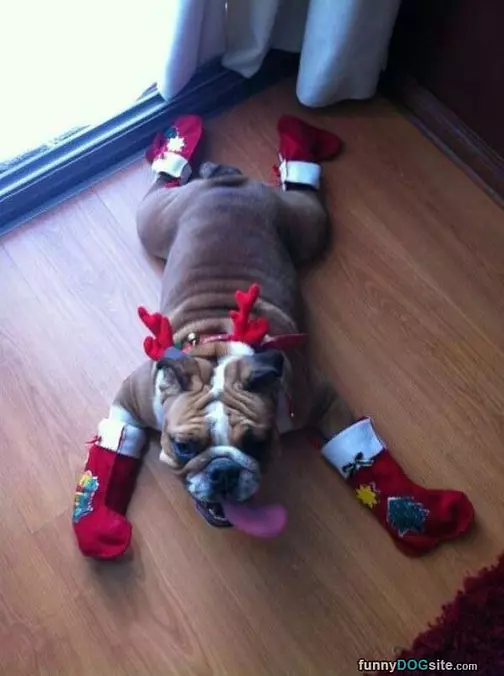 Boxer Christmas