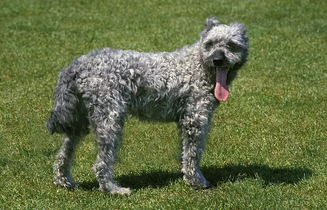gray Pumi