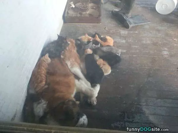 Cats Keeping Me Warm