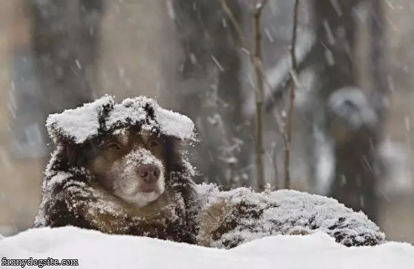 Hanging In The Snow
