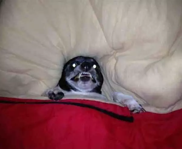 All Tucked In And Ready For Bed