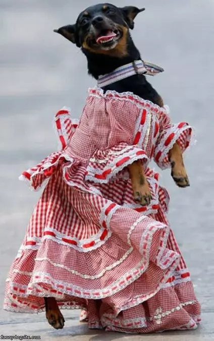 Nice Dress
