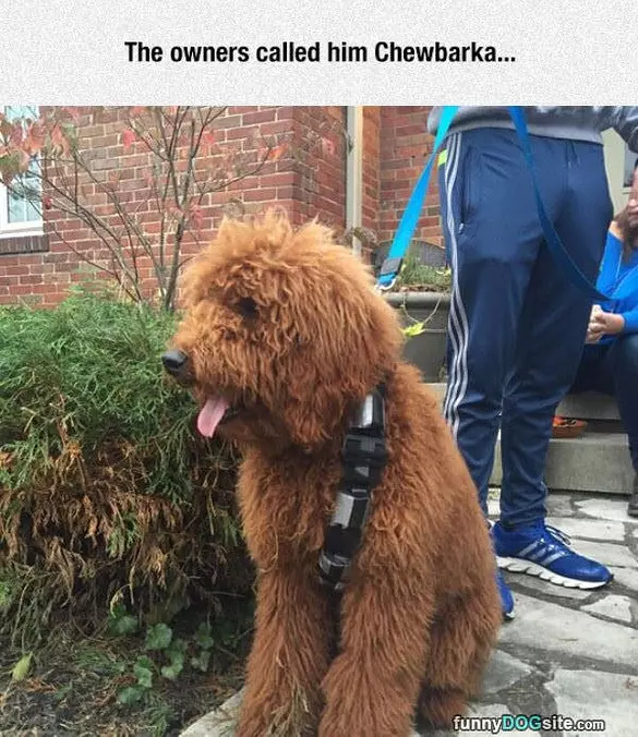 Chewbarka