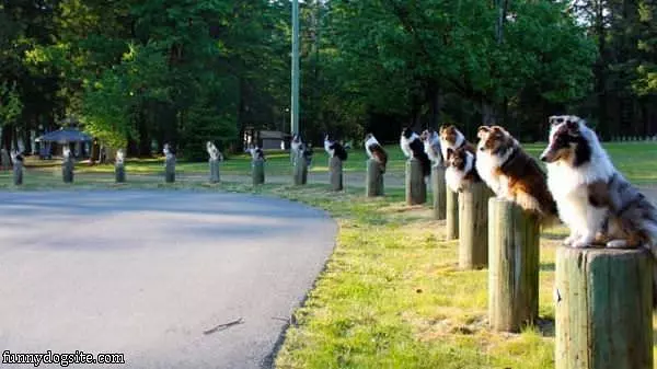 The Post Dogs