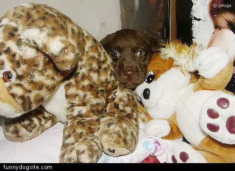 Hiding