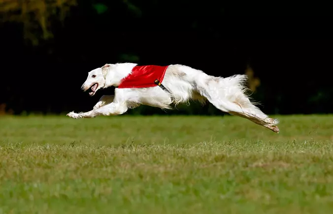 Borzoi having fun