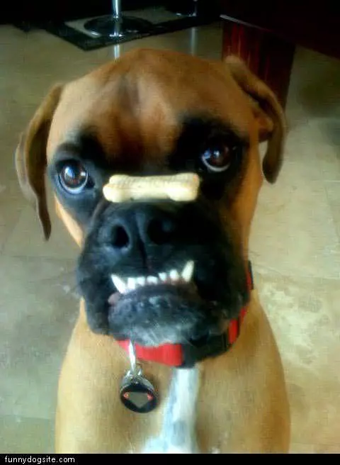 Boxer Treat