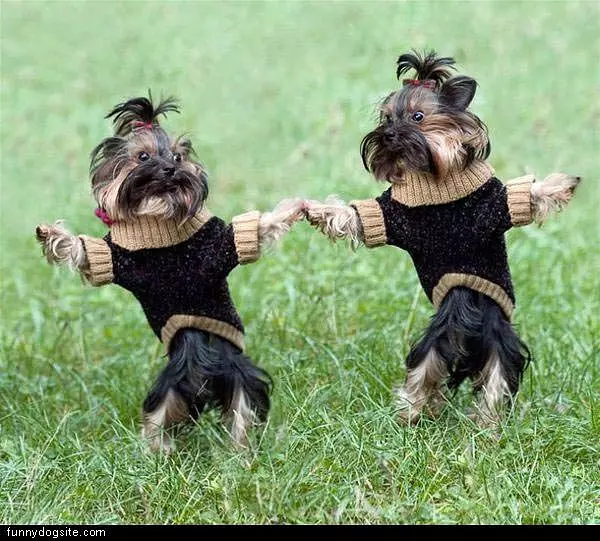 Dancing Costume Dogs
