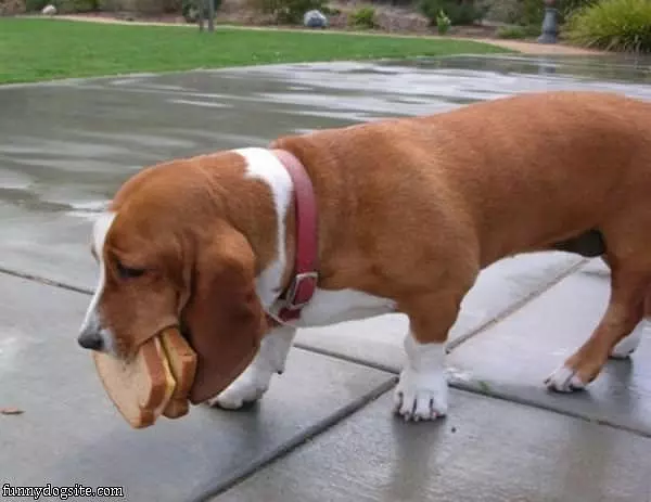 I Has A Sandwich