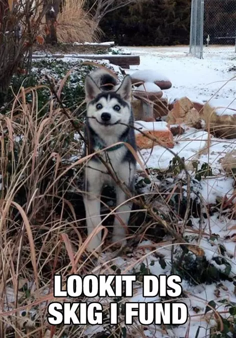 Look At Dis
