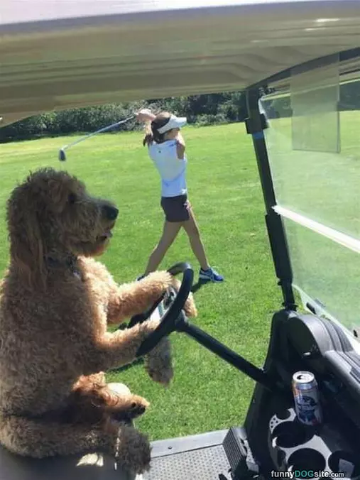 My Caddy