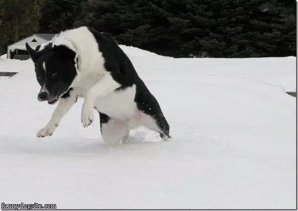 Lucky Just Loves The Snow