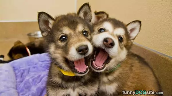 Smiling Together For Picturez