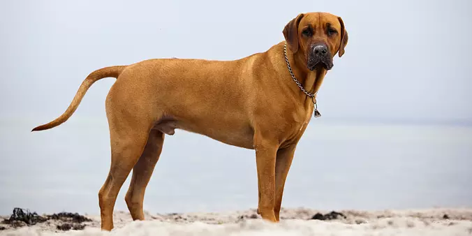 Rhodesian Ridgeback on the ...