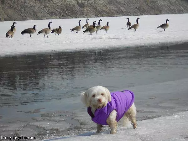 Hanging Out With The Geese