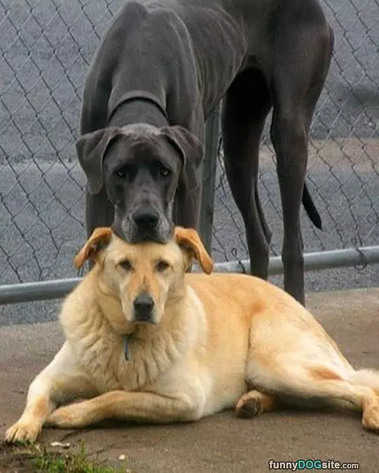 My Head Rest