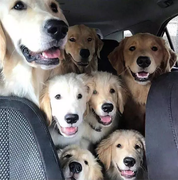 For A Ride