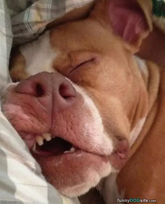 My Snout