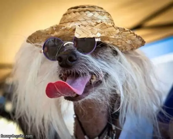 Hippie Dog