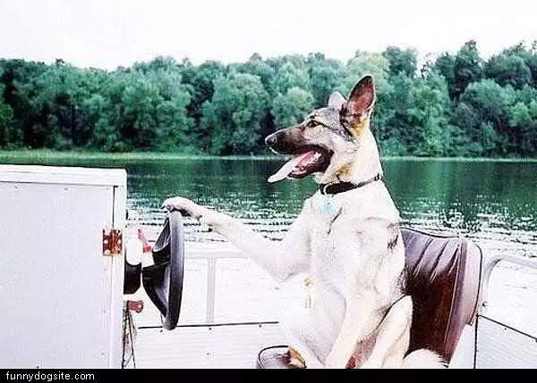 Dog Driving