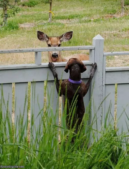 Hey Buddy