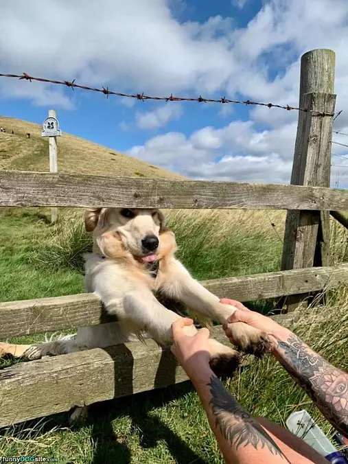 Heyyyyo