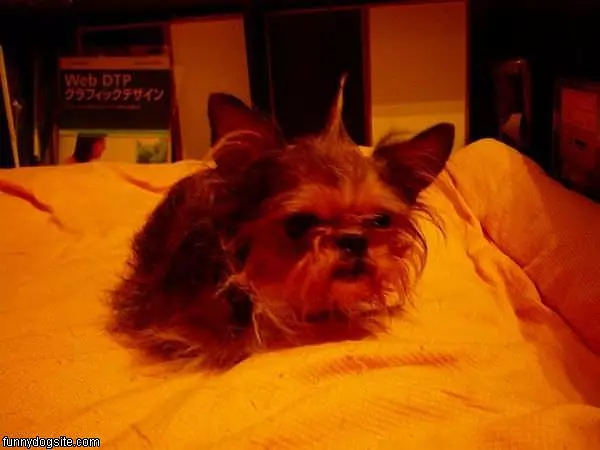 I Am Scruffy