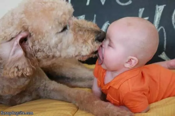 Dog Lick