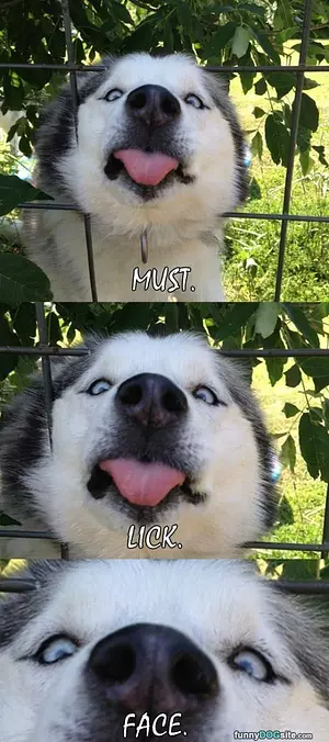 Must Lick Face