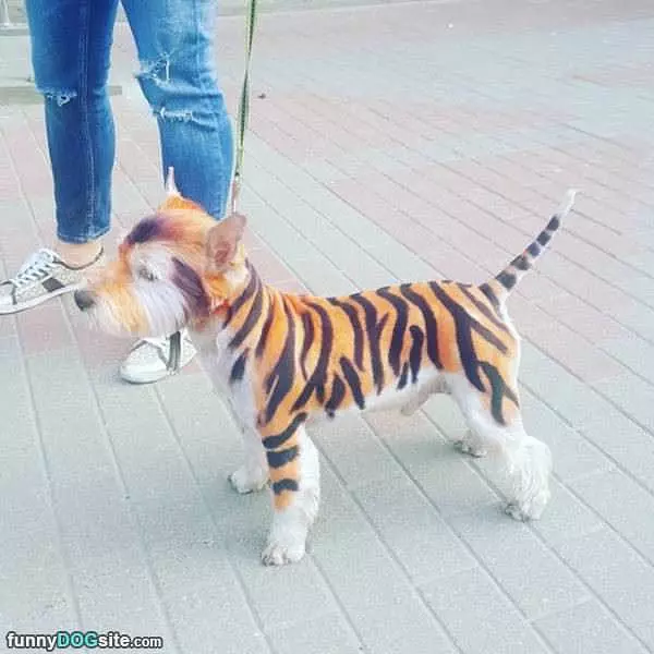 Tiger Dog